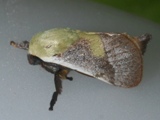 Latoia viridifascia